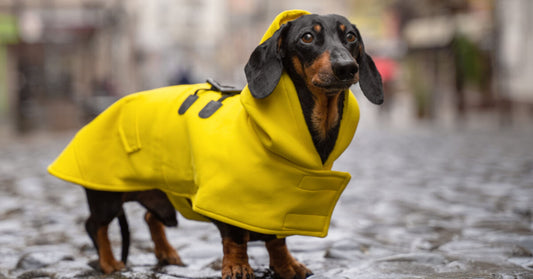 Reflexväst hund