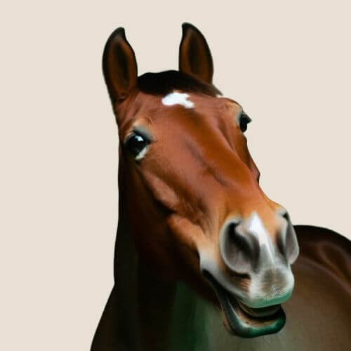 Häst